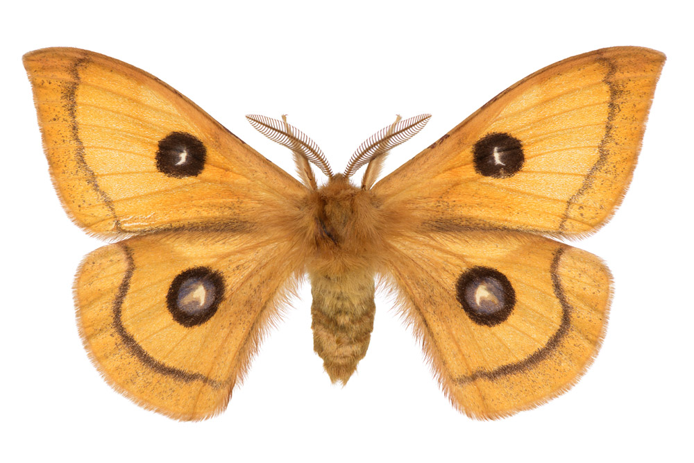 Familie der Pfauenspinner,  Fundort Dudweiler, Flügelspannweite 62 Millimeter